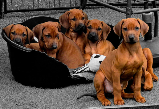 Rhodesian Ridgeback Puppies