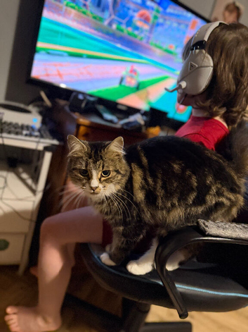 I have 3 cats looking for their forever home