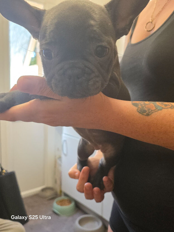 Frenchie Blue Girl