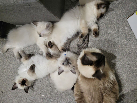 Home raised ragdoll kittens