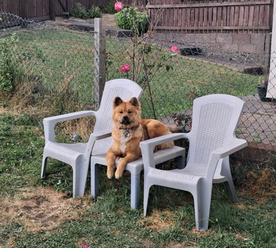Malamute & Akita Mix called Kaiser