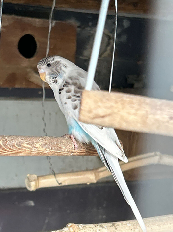 Baby Budgies