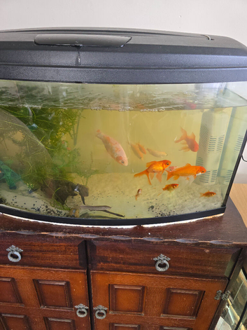 FISH AND TANK