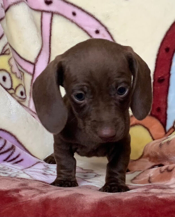Miniature dachshunds