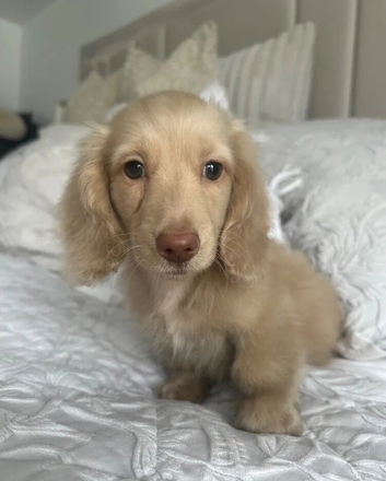 Miniature Dachshund Puppies