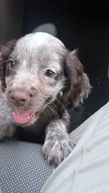 Cocker spaniel pups all ready to go