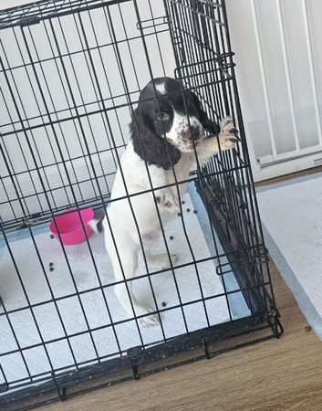 9 week old cocker spaniel puppy