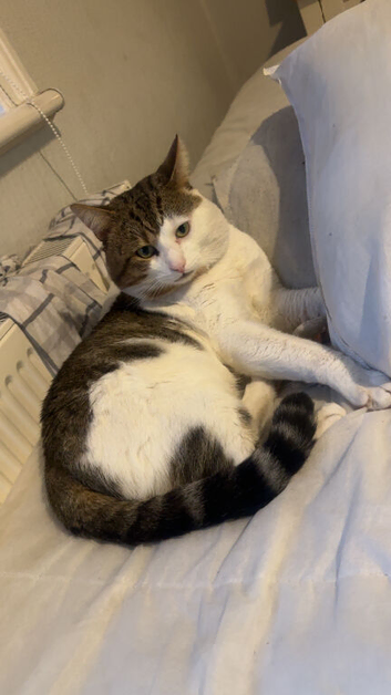 Tom cat