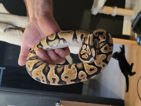 Royal python