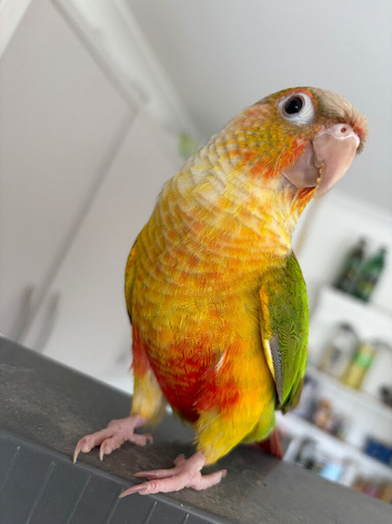 Rio needing a loving home (can discuss price)