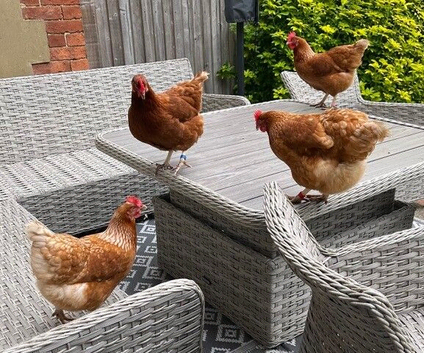 Point of lay chickens for sale - Leatherhead, Surrey