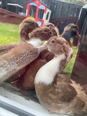 Muscovy ducklings