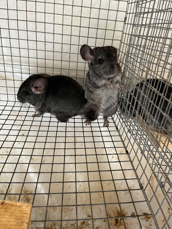 Beautiful 3 Month old, Standard Grey Sisters &pound;90 each