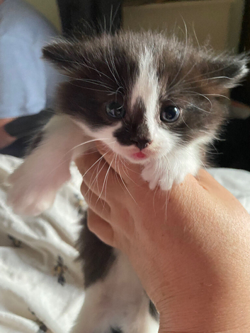 Kittens ready in 2 weeks