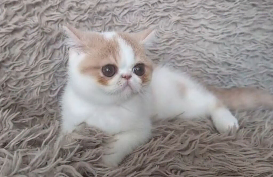 GCCF Female Persian Kitten