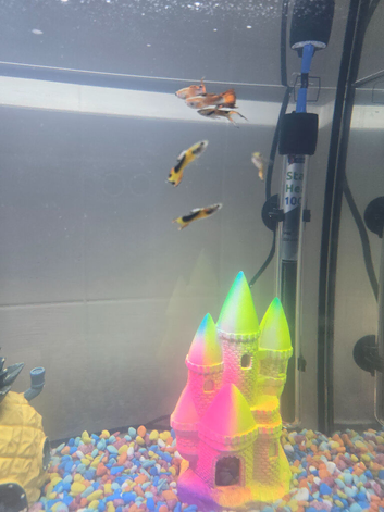 5 small male guppies