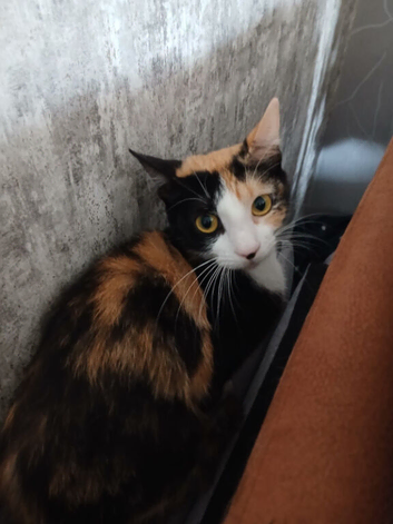 Younge female needs home