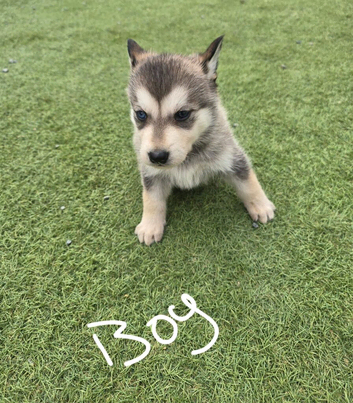 German shepherd x akita