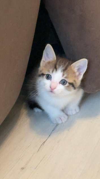 Ragdoll kittens mixed breed