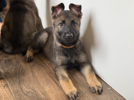 German Shepherd Puppies