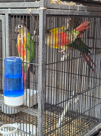 Pineapple Conures