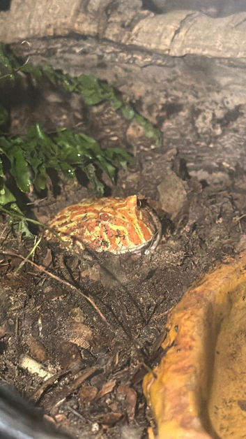 Male Pac-Man Frog With 45x45x45 Bioactive Enclosure
