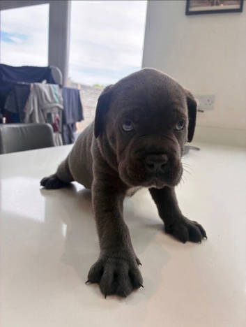 KC Registered Blue Cane Corso Puppies &ndash; Ready Soon