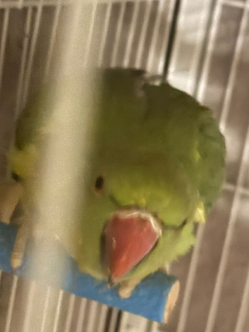 Indian ringneck female