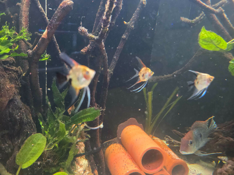 Tropical fish
