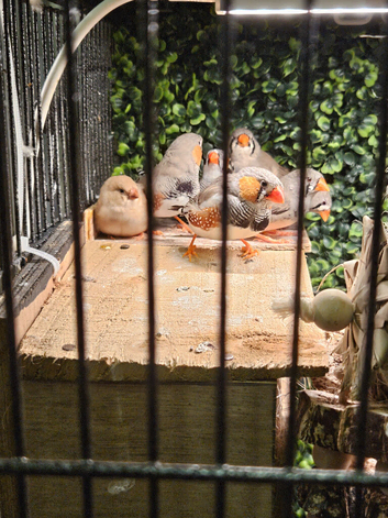 Zebra finch