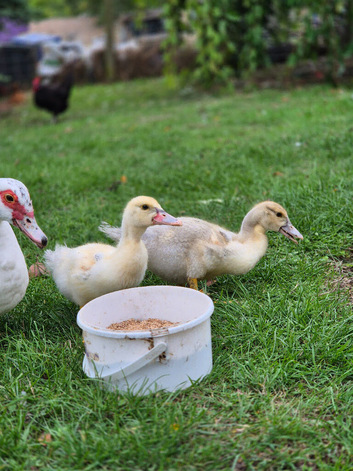 2 muscovy ducklings