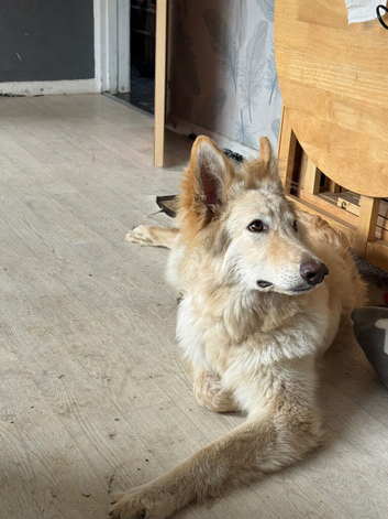 Male white German shepherd