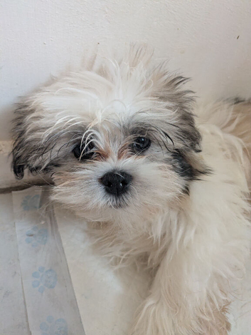 Lhasa apso boys