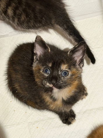Kitten calico girl ready to
