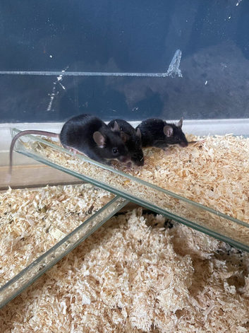 3x male mice