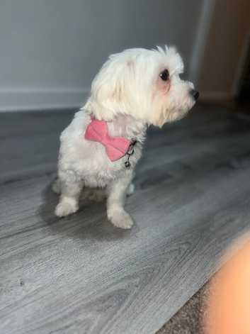 Sale lady bichon