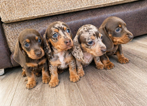 Miniature daschunds pups