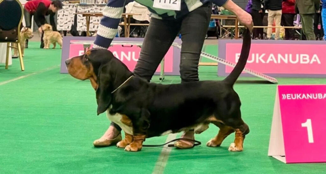 Quality KC Basset puppies