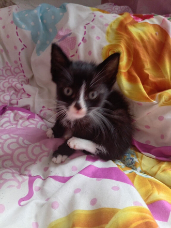 female kitten