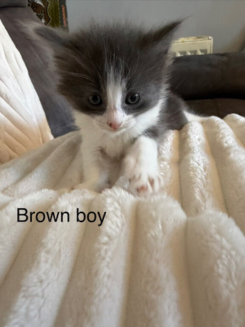 Kittens for their new home