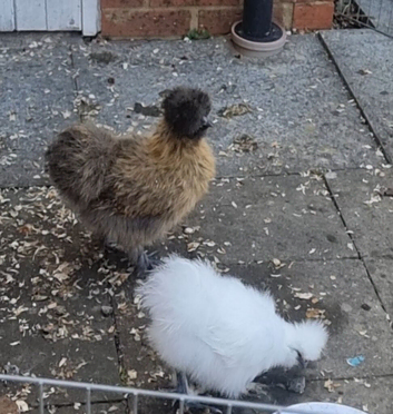 Silkies