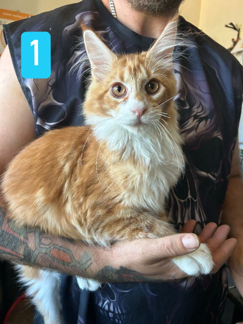 Ginger Maine Coon Boys. Vaccinated
