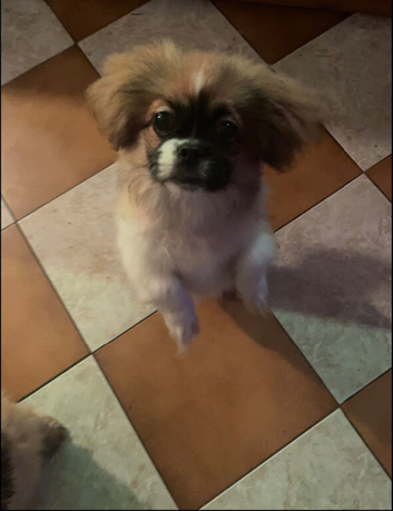 7 month old Shihtzu boy for sale