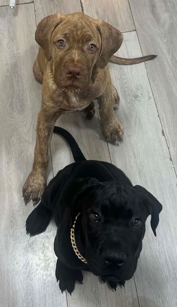 Cane Corso Puppies Male & Female Available