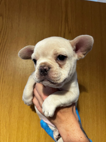 French Bulldog Puppy