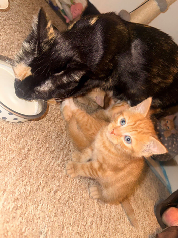 2 ginger boys 1 black fluffy boy