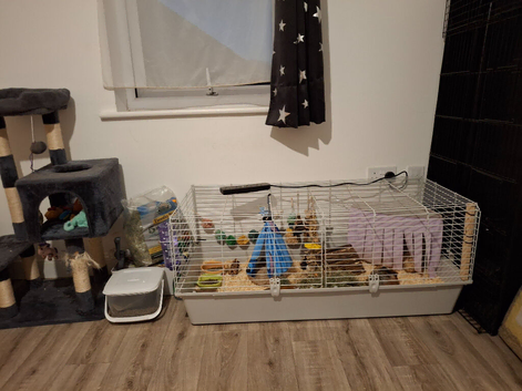 Two female guinea pigs