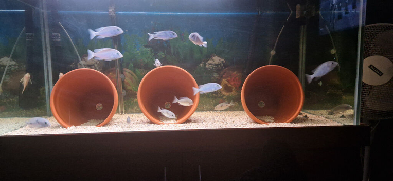 Blue dolphins
