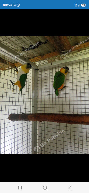 Black headed caigue