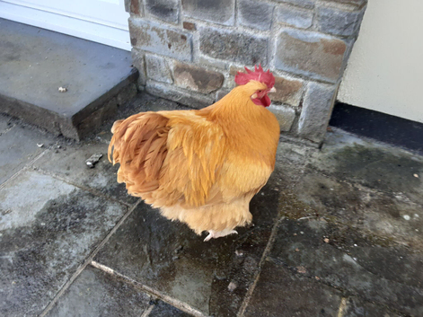 Show quality Buff Orpington Cockerel